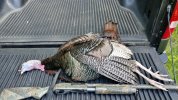 May13 Bird.jpg