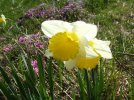 DSCF9844 DAFFODILS ALYSSUM 650 MED.jpg