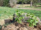 DSCF9859 BLACK CURRANTS PLANTED 650 MED.jpg