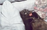 fluff crashed - 2.jpg