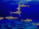 greatwhites320x240.gif