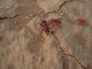 bugs2.jpg