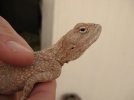 lizard1.JPG