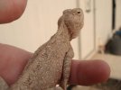 lizard2.JPG