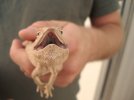 lizard3.JPG