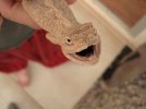 lizard4.JPG
