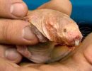 naked_mole_rat.jpg