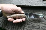 IMG_2606_.jpg
