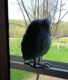 OWL1.JPG