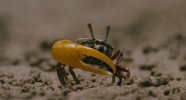 9A0CEDA4-B0F3-4888-B0E4-9BA8E04B691F.gif