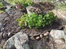 DSCF9927 GERANIUMS ROCKERY 650 MED.jpg