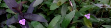 wandering jew.jpg