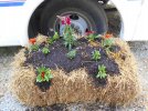 haybale flowers.JPG