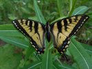 DSCN1065-small.jpg
