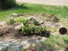 DSCF9964 GERANIUMS ENTRY ROCKERY 2ND PLANTING 650 MED.jpg