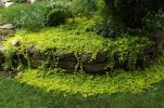 034 CREEPING JENNY 650 MED.jpg