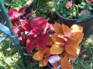 DSCF9958 COLEUS CAMPFIRE & RUBY SLIPPERS 650 MED.jpg