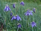 DSCF0053 BLUE COLUMBINE 650 MED.jpg