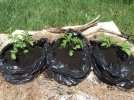 DSCF0042 POTATOES HILLED 650 MED.jpg