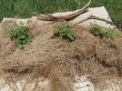 DSCF0043 POTATOES GROWING 650 MED.jpg