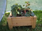 DSCF0011 BEGONIAS IN PLANTER 650 MED.jpg