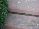 stoop snake 006.jpg