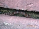 stoop snake 005.jpg