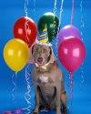Dog_Birthday_Corbis_ValuPak_11554691.jpg