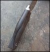 Morel-2.jpg