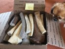Horn#1_ElkBeams_boxed.JPG