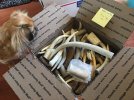Horn#2_ElkTips_boxed.JPG
