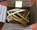 Horn#3_Axis_boxed.JPG