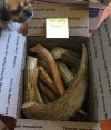 Horn#4_Moose_boxed.JPG