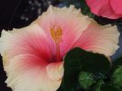 DSCF0113 HIBISCUS HAWAIIAN PUNCH 650 MED.jpg