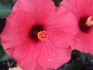 DSCF0115 HIBISCUS HAWAIIAN PUNCH 650 MED.jpg