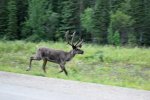 Caribou.jpg