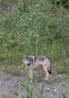 wolf 1.jpg