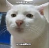 sympathetic cat (serious).jpg