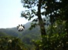 star shaped orb web.jpg