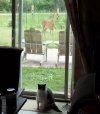 DEER.JPG