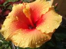 DSCF0185 HIBISCUS GLOWS RAIN 650 MED.jpg