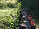 DSCF0236 BEE BALM PETUNIA BOULDER ROW CLOSE 650 MED.jpg