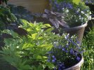 DSCF0240 PLANTERS POTATO VINE BACOPA LOBELIA 650 MED.jpg
