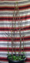 DSCF9700 THUNBERGIA PLANTER TRELLIS 650 MED.jpg