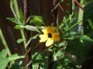 DSCF0246 THUNBERGIA FIRST BLOOM 650 MED.jpg
