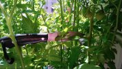 BRK-MC-tomates.jpg