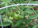 DSCF0352 BETTER BOY TOMATO 650 MED.jpg