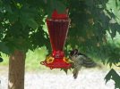 DSCF0342 WOODPECKER ON HUMMINGBIRD FEEDER 650 MED.jpg