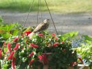 DSCF0433 ROSE BREASTED GROSBEAK JUVENILE 650 MED.jpg