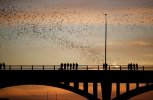Austin-bat-bridge (1).jpg
